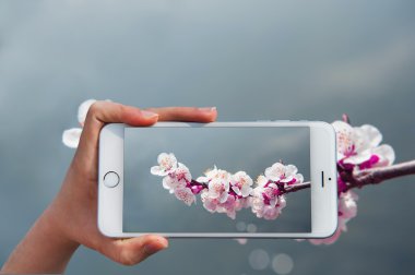 Akıllı telefon almak için fotoğraf Cherry Blossom tutan el.