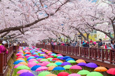 Jinhae, Kore - 4 Nisan: Jinhae Gunhangje festivaldir en büyük kiraz çiçeği Festivali Kore'de.