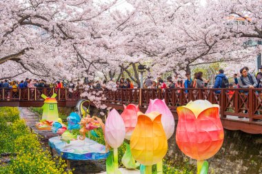 Jinhae, Kore - 4 Nisan: Jinhae Gunhangje festivaldir en büyük kiraz çiçeği Festivali Kore'de.
