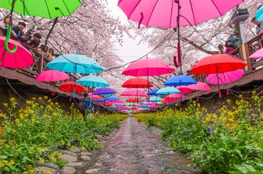 Jinhae, Kore - 4 Nisan: Jinhae Gunhangje festivaldir en büyük kiraz çiçeği Festivali Kore'de.