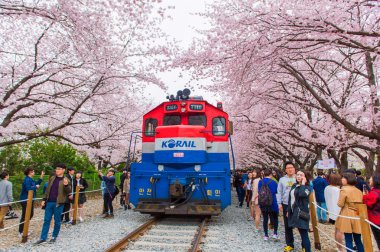 Jinhae, Kore - 4 Nisan: Jinhae Gunhangje Festivali Kore'de en büyük kiraz çiçeği festival olan.