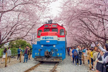 Jinhae, Kore - 4 Nisan: Jinhae Gunhangje Festivali Kore'de en büyük kiraz çiçeği festival olan.
