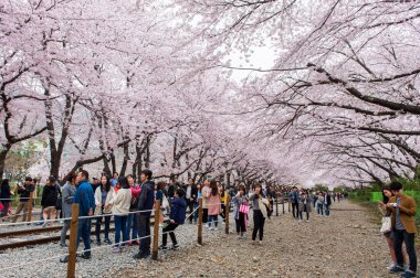 Jinhae, Kore - 4 Nisan: Jinhae Gunhangje Festivali Kore'de en büyük kiraz çiçeği festival olan.