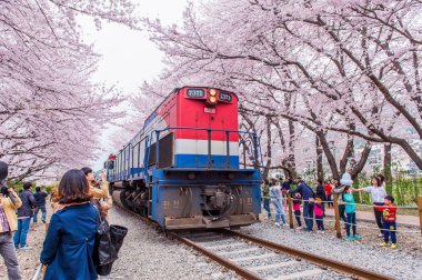 Jinhae, Kore - 4 Nisan: Jinhae Gunhangje Festivali Kore'de en büyük kiraz çiçeği festival olan.