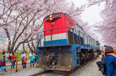 Jinhae, Kore - 4 Nisan: Jinhae Gunhangje Festivali Kore'de en büyük kiraz çiçeği festival olan.