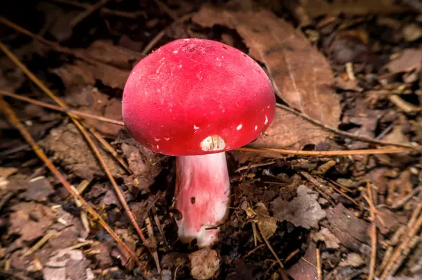 Seta roja en la naturaleza . — Foto de Stock