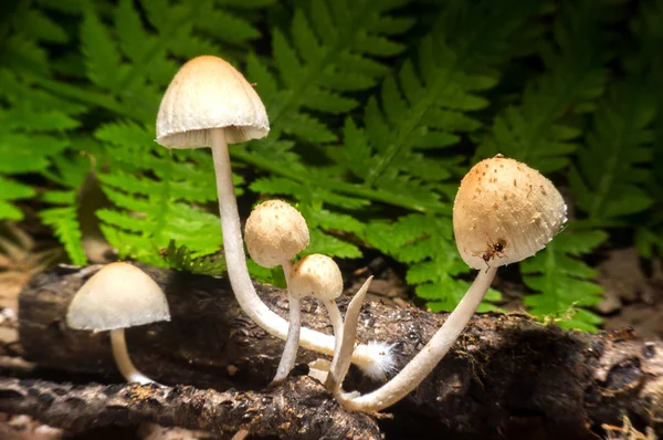 Маленький гриб у природі . — стокове фото