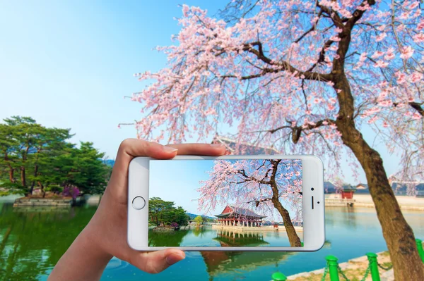 Main tenant le téléphone intelligent prendre une photo à Gyeongbokgung Palace . — Photo