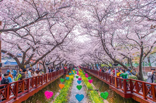 JINHAE, KOREA - 4 DE ABRIL: Jinhae Gunhangje Festival é o maior festival de flor de cereja na Coreia . — Fotografia de Stock