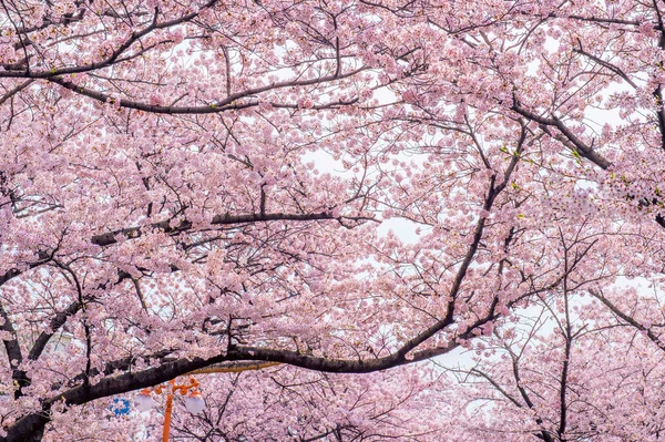 Κεράσι ανθίσει με μαλακή εστίαση, Sakura σεζόν στην Κορέα, φόντο. — Φωτογραφία Αρχείου