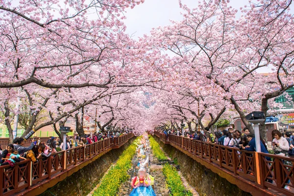 Jinhae, Kore - 4 Nisan: Jinhae Gunhangje festivaldir en büyük kiraz çiçeği Festivali Kore'de. — Stok fotoğraf