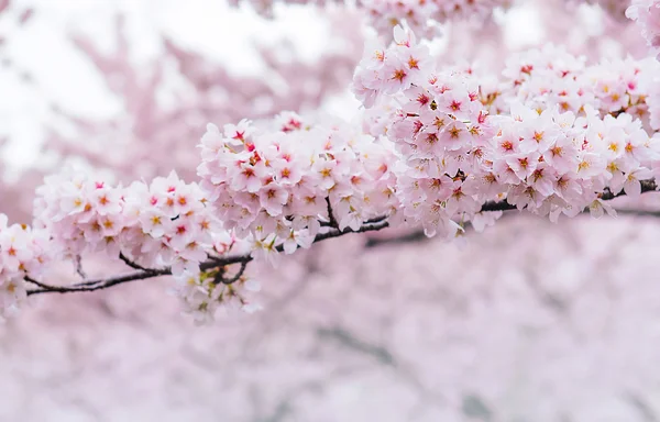 Kwiat wiśni z Soft focus, Sakura sezon w Korei, tło. — Zdjęcie stockowe