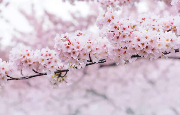 Κεράσι ανθίσει με μαλακή εστίαση, Sakura σεζόν στην Κορέα, φόντο. — Φωτογραφία Αρχείου