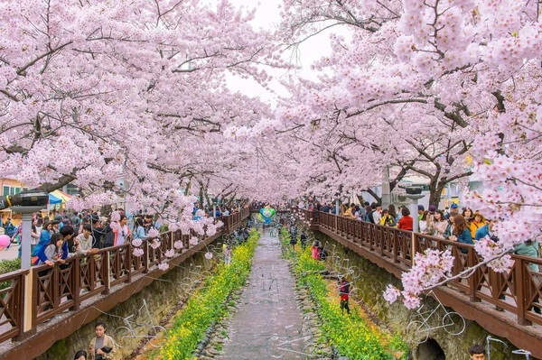 진해, 한국-4 월 4 일: 진해 Gunhangje 축제는 국내에서 최대 벚꽃 축제. — 스톡 사진