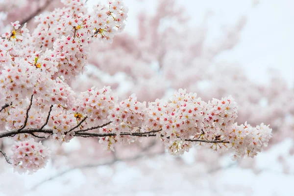 Κεράσι ανθίσει με μαλακή εστίαση, Sakura σεζόν στην Κορέα, φόντο. — Φωτογραφία Αρχείου