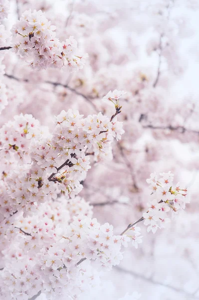 Κεράσι ανθίσει με μαλακή εστίαση, Sakura σεζόν στην Κορέα, φόντο. — Φωτογραφία Αρχείου