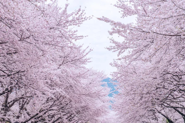 Cherry Blossom com foco suave, temporada Sakura na Coréia, Fundo . — Fotografia de Stock