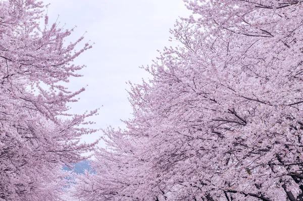 Yumuşak odak kiraz çiçeği, Kore, arka plan Sakura Sezon. — Stok fotoğraf