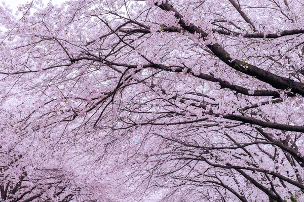 Yumuşak odak kiraz çiçeği, Kore, arka plan Sakura Sezon. — Stok fotoğraf