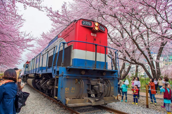 Jinhae, Kore - 4 Nisan: Jinhae Gunhangje Festivali Kore'de en büyük kiraz çiçeği festival olan.