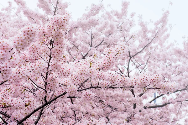 Kirschblüte mit weichem Fokus, Sakura-Saison in Korea, Hintergrund. — Stockfoto