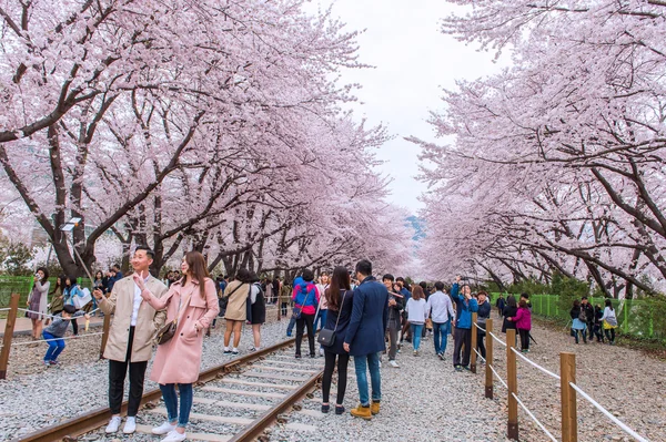 진해, 한국-4 월 4 일: 진해 Gunhangje 축제는 국내에서 최대 벚꽃 축제. — 스톡 사진