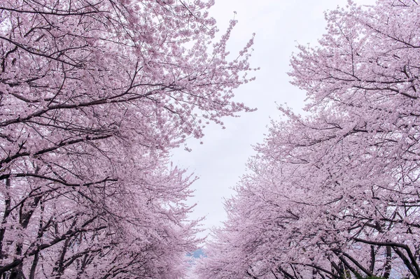 Cherry Blossom com foco suave, temporada Sakura na Coréia, Fundo . — Fotografia de Stock