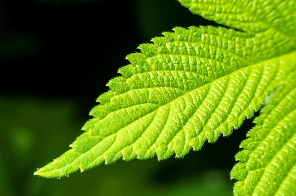 Macro of green leaf. — Stock Photo, Image