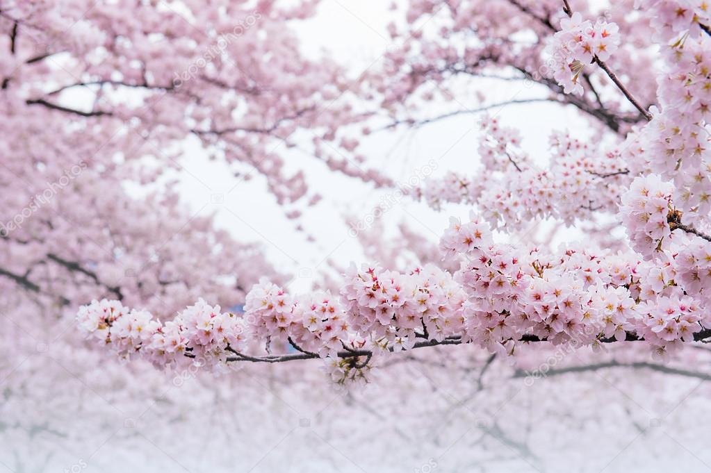 Cherry Blossom with Soft focus, Sakura season in korea,Background.