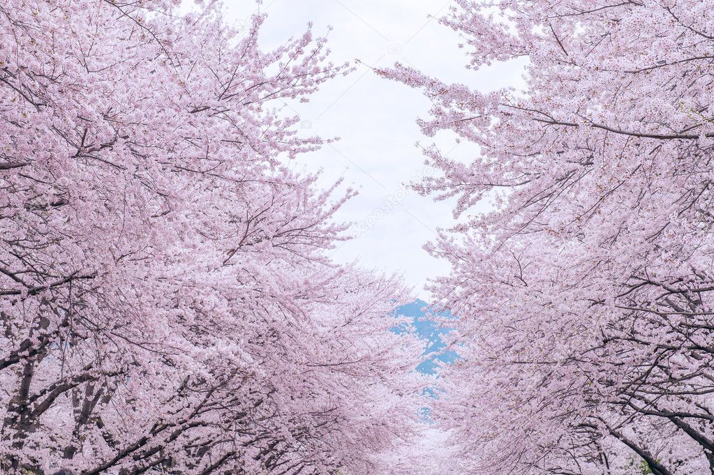 Cherry Blossom with Soft focus, Sakura season in korea,Background.