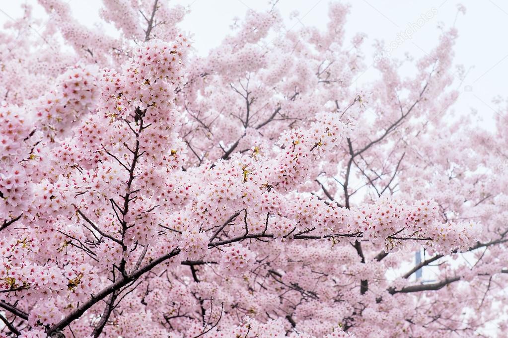 ソフト フォーカスで桜 韓国 背景の桜の季節 ストック写真 C Praewa Koreashopping Hotmail Com ソフト フォーカスで桜 韓国 背景の桜の季節 ストック写真 C Praewa Koreashopping Hotmail Com