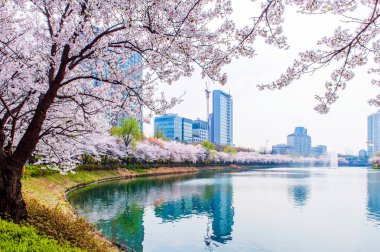 Bahar, arka plan kiraz çiçeği.