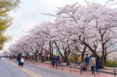 Seoul, Kore - 7 Nisan: Seul kiraz çiçeği Festivali Kore'de.