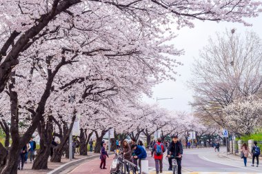 Seoul, Kore - 7 Nisan: Seul kiraz çiçeği Festivali Kore'de.