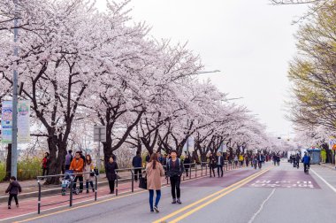 Seoul, Kore - 7 Nisan: Seul kiraz çiçeği Festivali Kore'de.