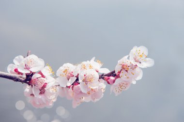 Kiraz çiçeği yumuşak odak Sakura Sezon arka plan.