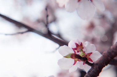 Kiraz çiçeği yumuşak odak Sakura Sezon arka plan.
