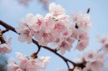 Kiraz çiçeği yumuşak odak Sakura Sezon arka plan.