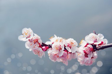 Kiraz çiçeği yumuşak odak Sakura Sezon arka plan.