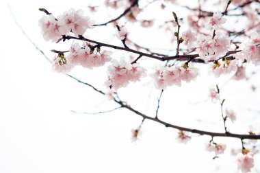 Kiraz çiçeği yumuşak odak Sakura Sezon arka plan.