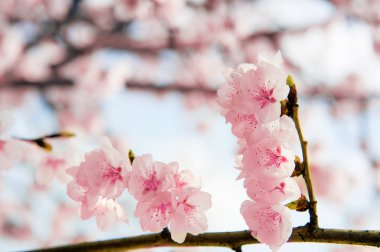 Kiraz çiçeği yumuşak odak Sakura Sezon arka plan.