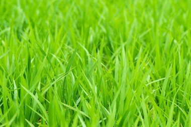 Genç yeşil pirinç.