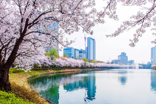 Bahar, arka plan kiraz çiçeği.