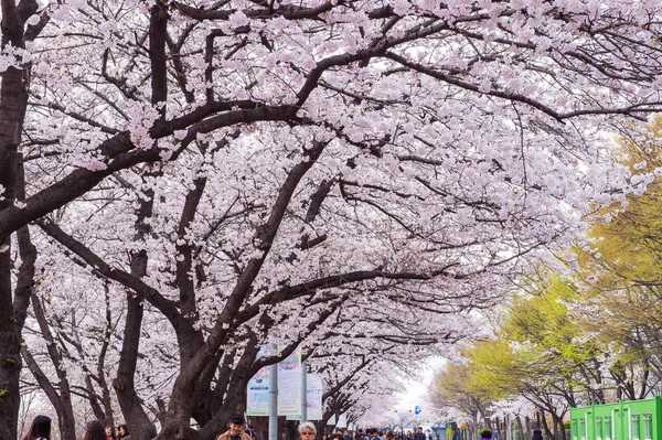 在韩国首尔，韩国 — — 4 月 7 日: 首尔樱花节. — 图库照片