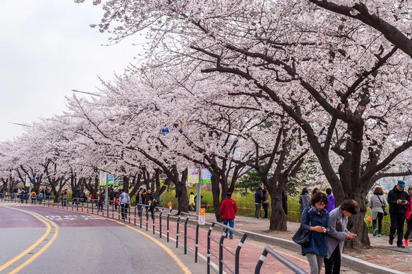 SEOUL,KOREA - APRIL 7 : Seoul cherry blossom festival in Korea.