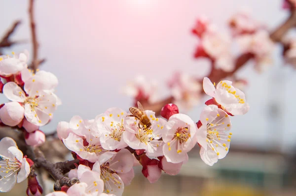 Kirschblüte mit weichem Fokus, Hintergrund der Sakura-Saison. — Stockfoto