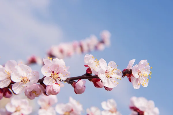 Cherry Blossom med mjukt fokus, Sakura säsong bakgrund. — Stockfoto