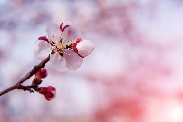 Kwiat wiśni z Soft focus, Sakura sezon tło. — Zdjęcie stockowe