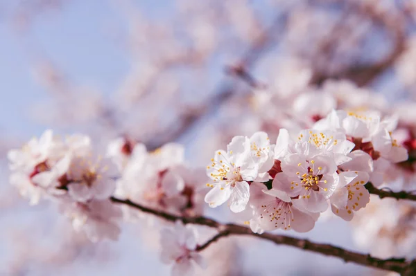 Cherry Blossom com foco suave, Sakura temporada fundo . — Fotografia de Stock
