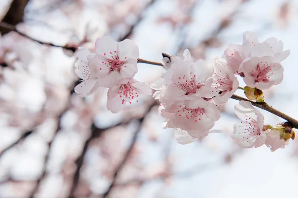 Κεράσι ανθίσει με μαλακή εστίαση, Sakura σεζόν φόντο. — Φωτογραφία Αρχείου